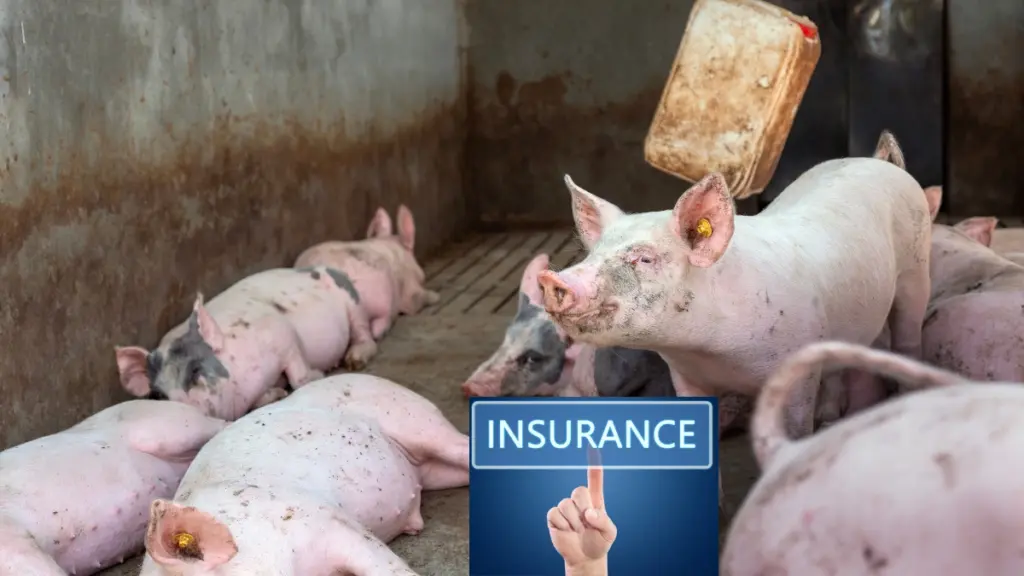 Piggery Insurance