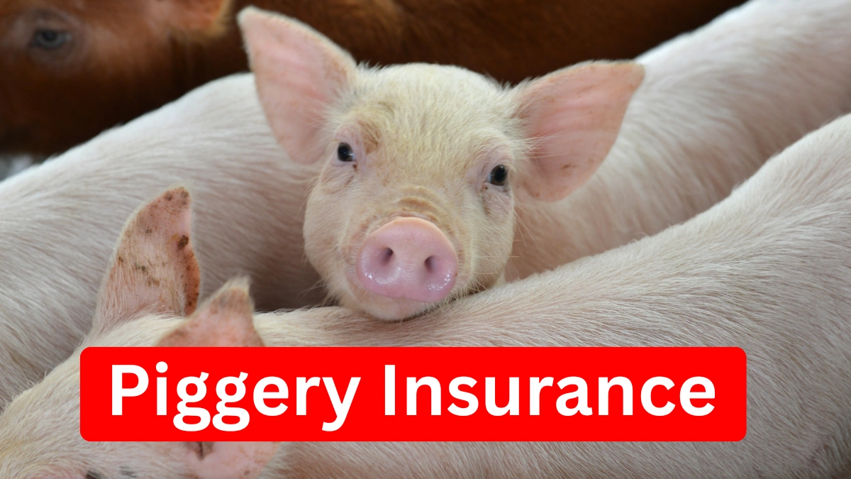 Piggery Insurance