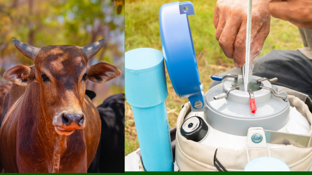 artificial insemination kit for cattle