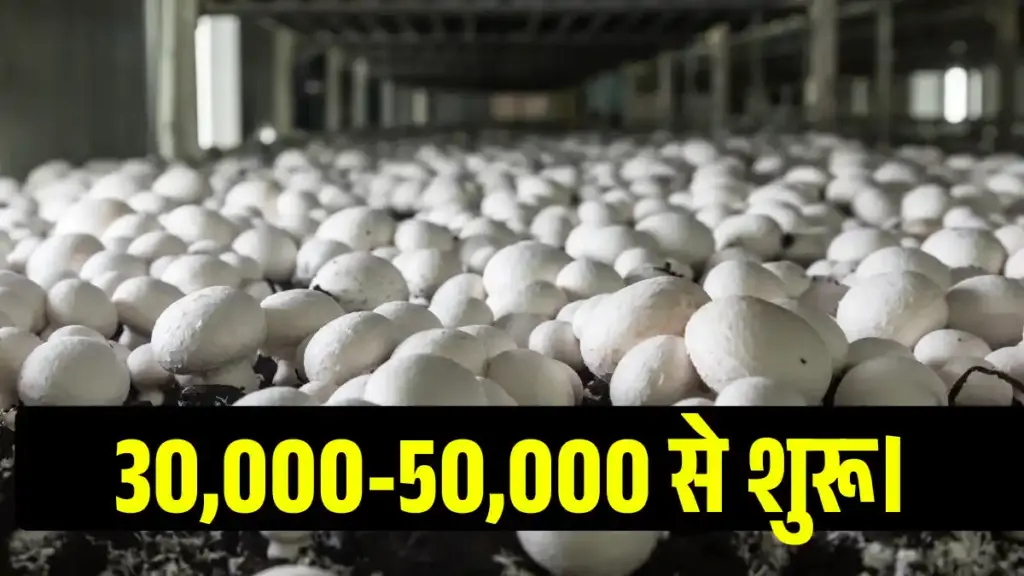 Mushroom Farming Business in Hindi