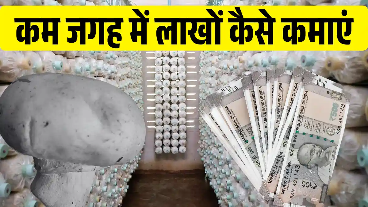Mushroom Farming Business in Hindi
